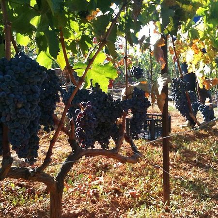 Vineyard Country House With Panoramic Seaview أليكسانثيربوليس المظهر الخارجي الصورة