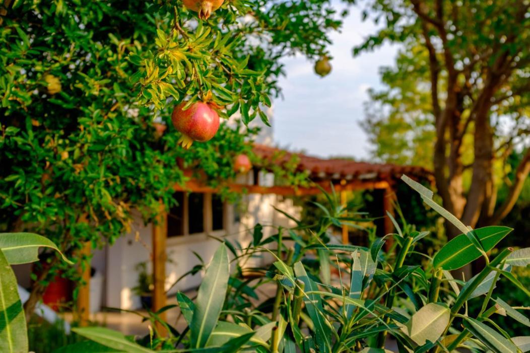 Vineyard Country House With Panoramic Seaview أليكسانثيربوليس المظهر الخارجي الصورة